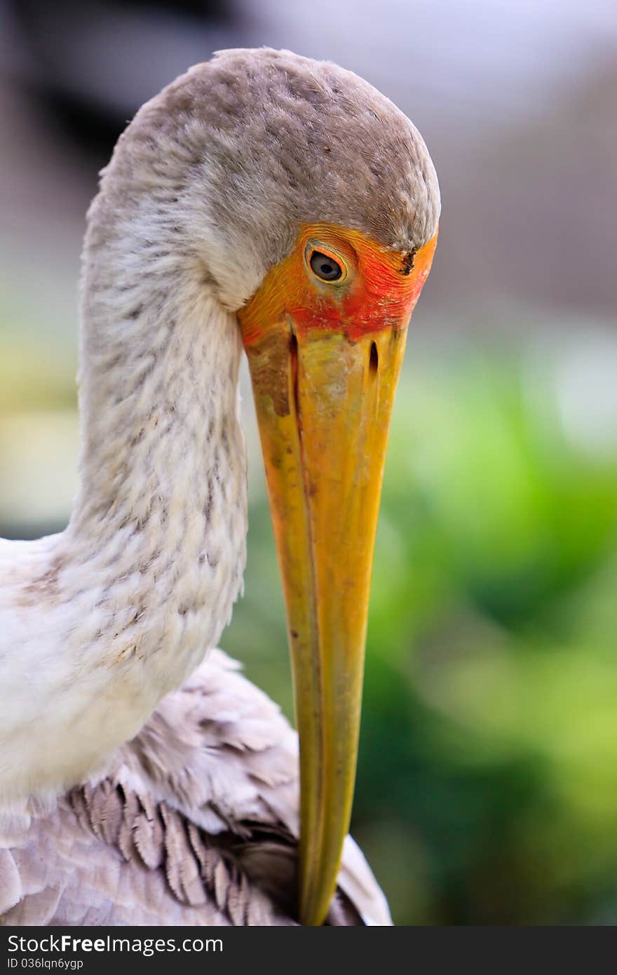 Close up of a painted stork