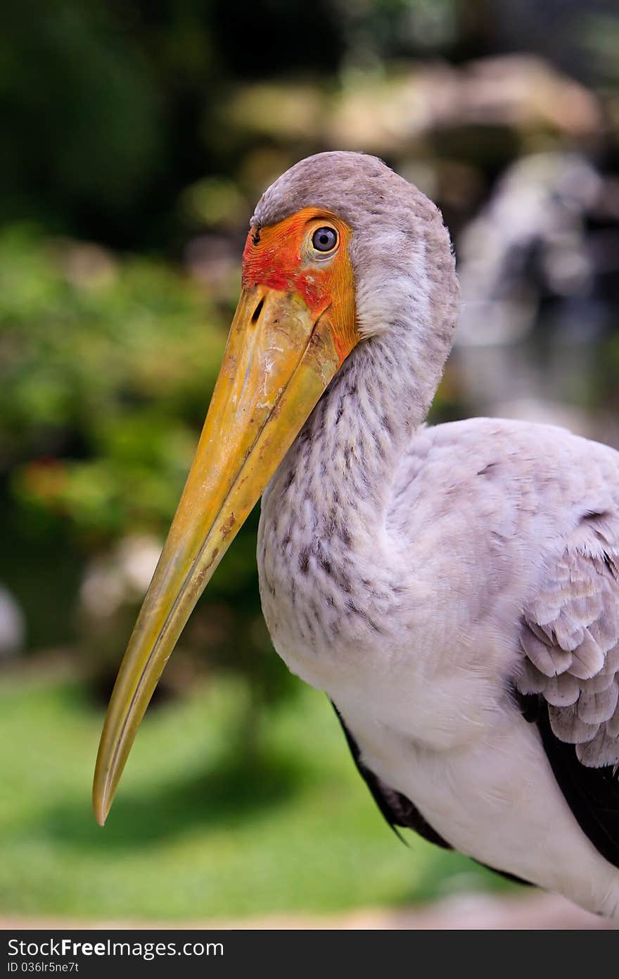 Close up of a painted stork