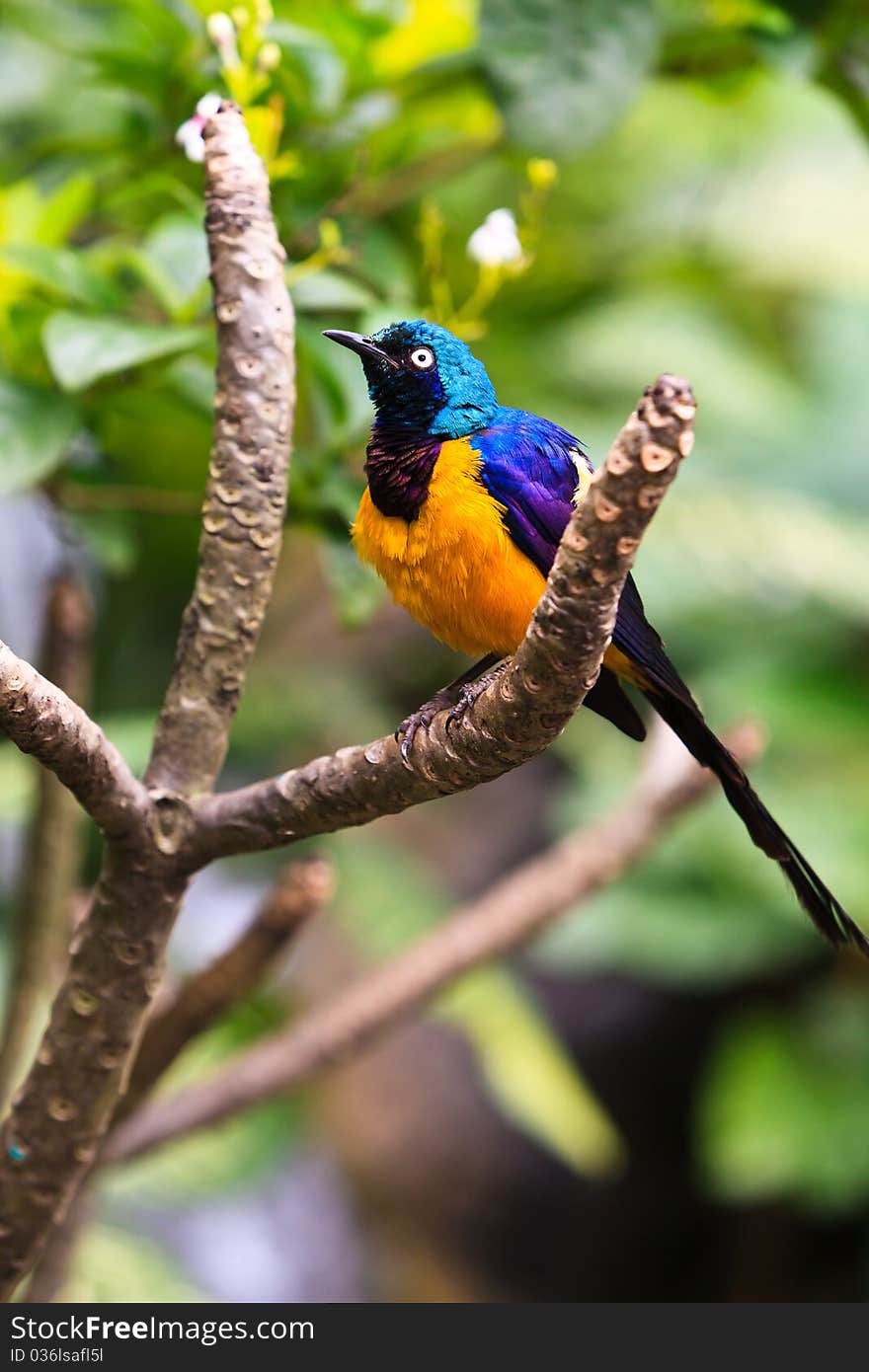 Colorful sterling bird