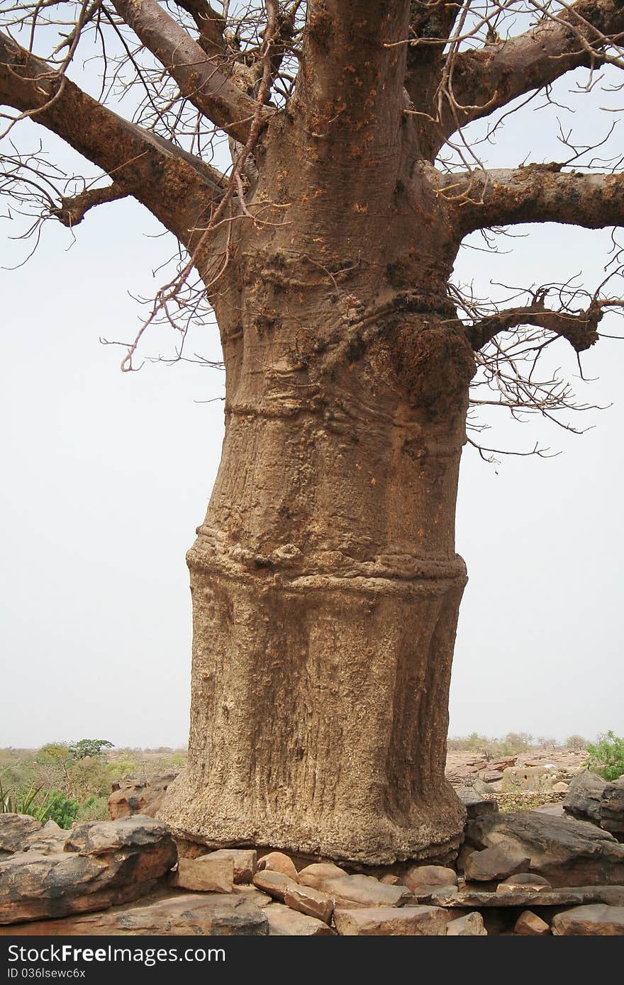 Big baobab tree trunk from Africa