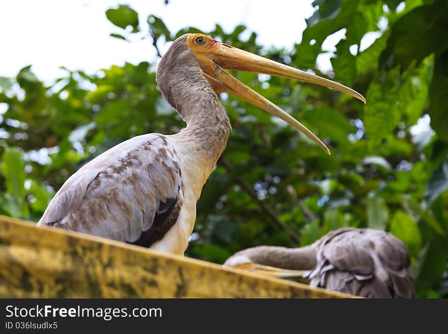 Close up of a painted stork