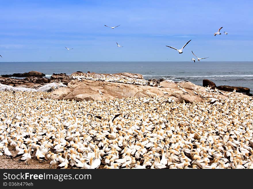 Colony of cape gannets at Lamberts Bay bird island, South Africa. Colony of cape gannets at Lamberts Bay bird island, South Africa