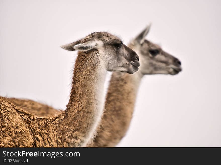 Guanaco s grazing in south america