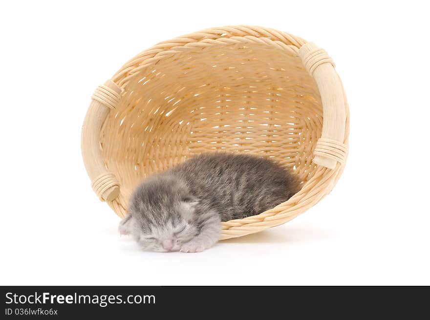 Isolated Kitten in Basket