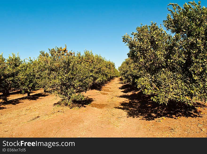 Mandarin Grove in winter. Israel. Mandarin Grove in winter. Israel.