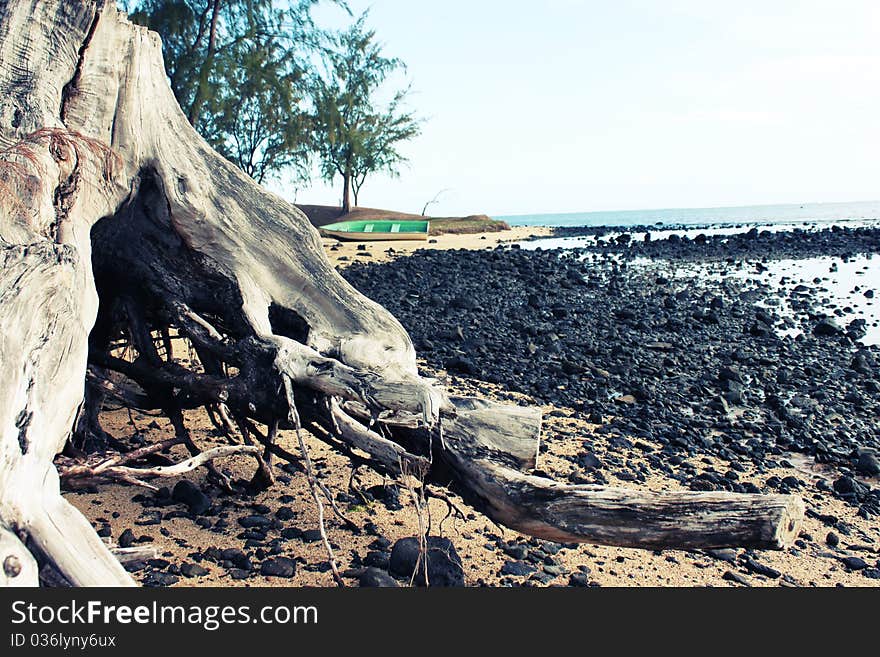 Rocky seaside with a dead,dried trunk making picture look very old and weird.