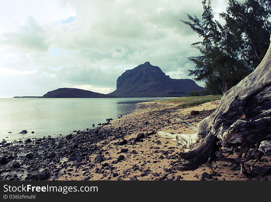 Rocky seaside with a dead,dried trunk making picture look very old and weird. Rocky seaside with a dead,dried trunk making picture look very old and weird.