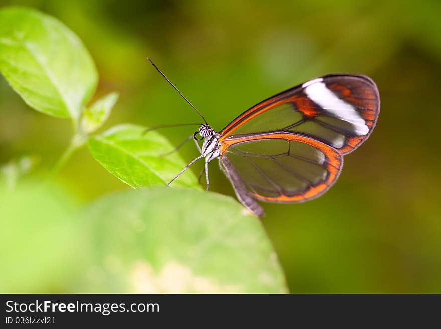 Closeup of glasswing butterfly on green leaves