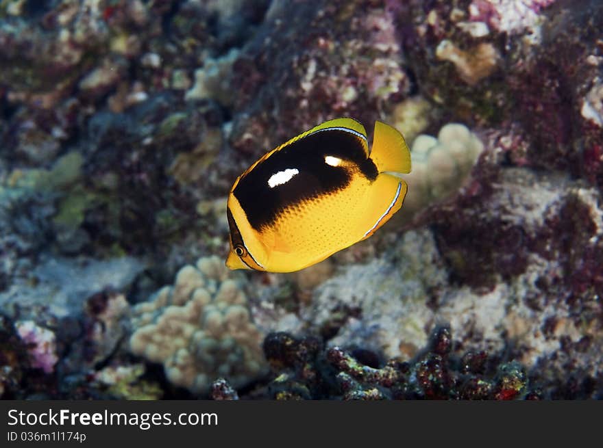 Four Spot Butterfly Fish