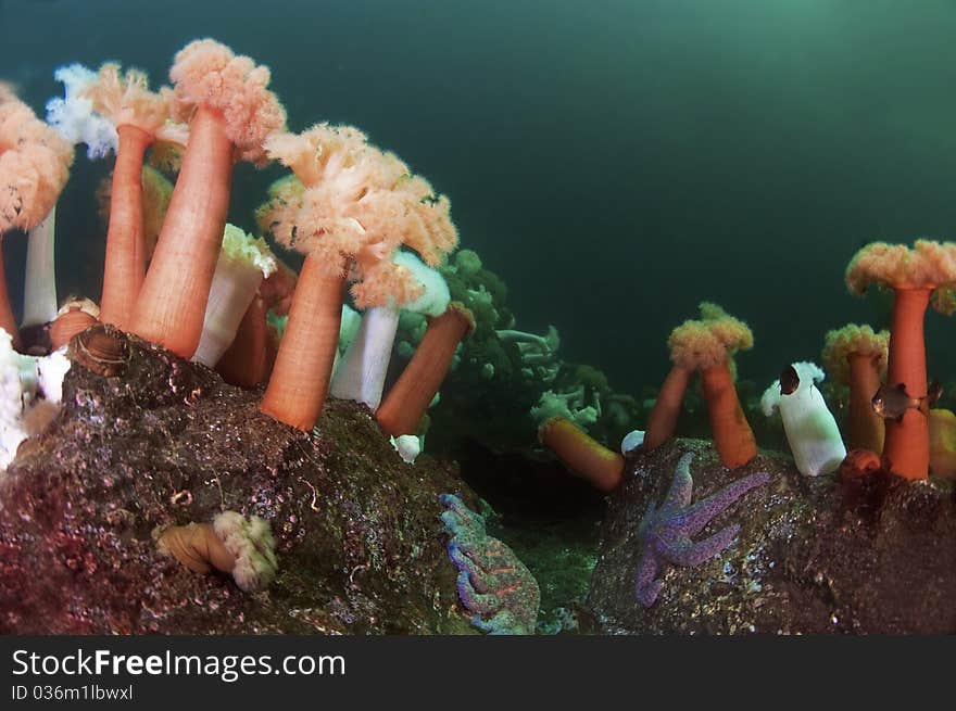 Undersea Garden