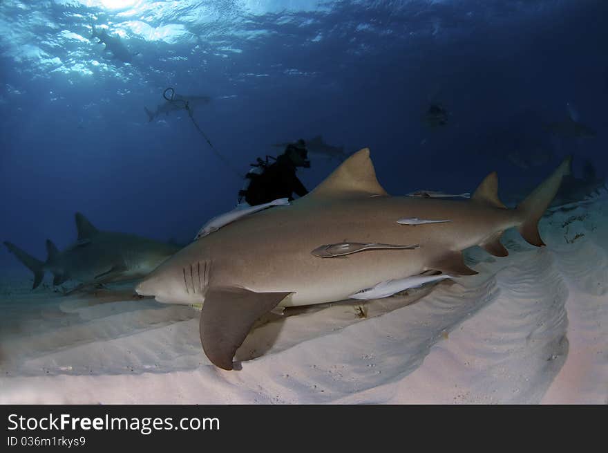 A pack of lemon sharks circle around a diver. A pack of lemon sharks circle around a diver.