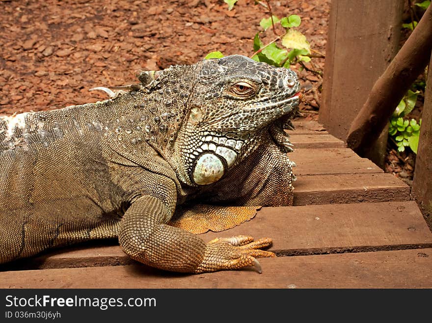 Iguana