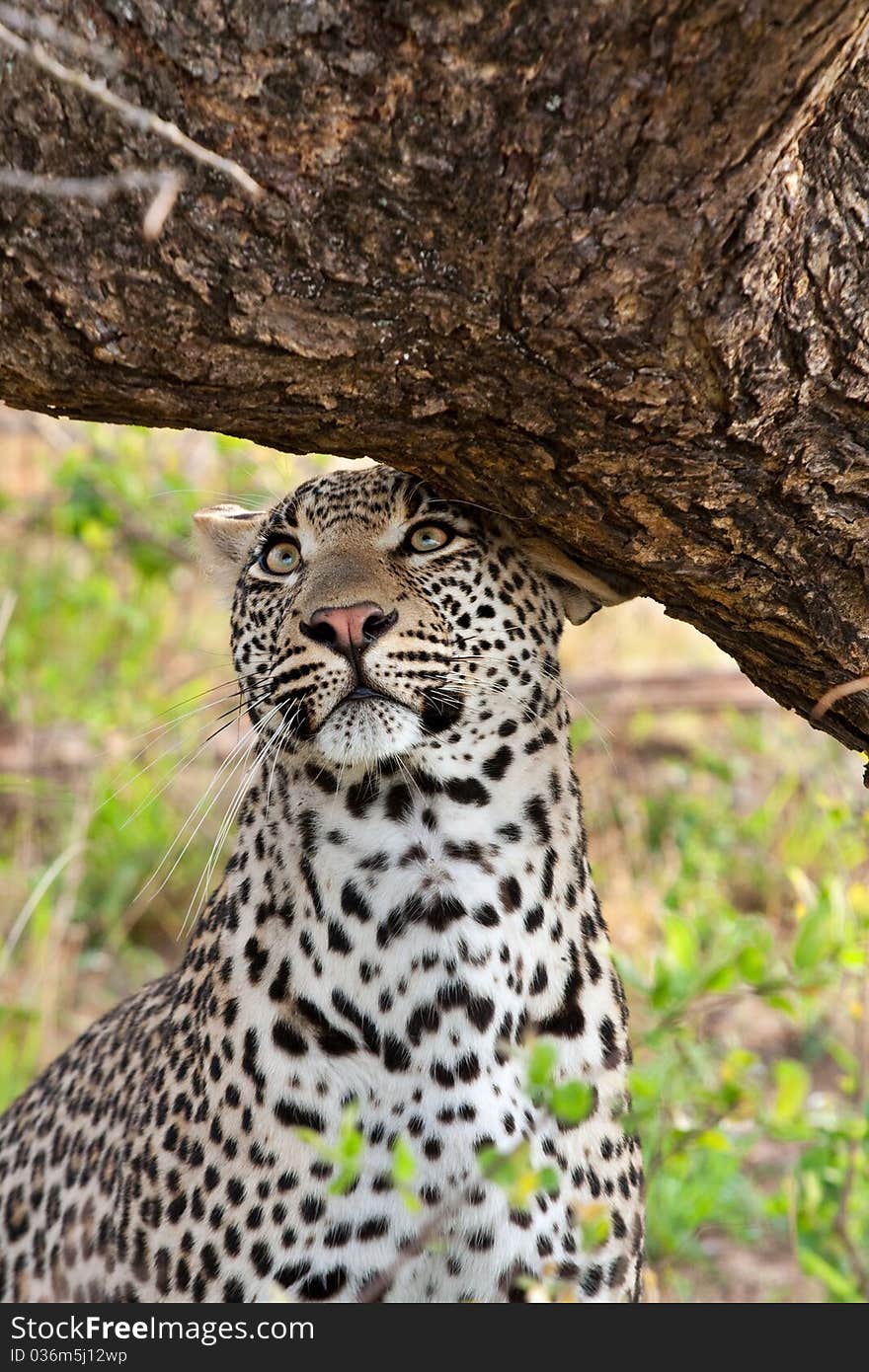 Leopard scent marking