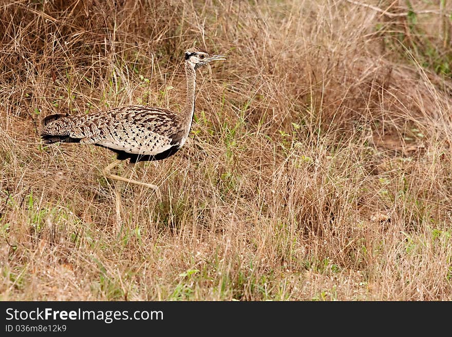 Red Crested Korhaan