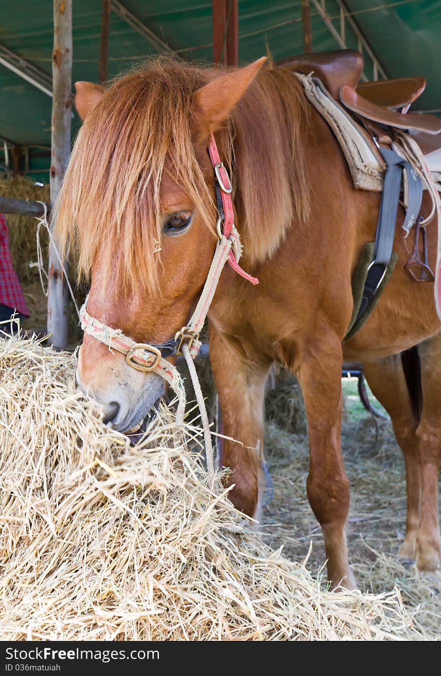 Horse In Farm