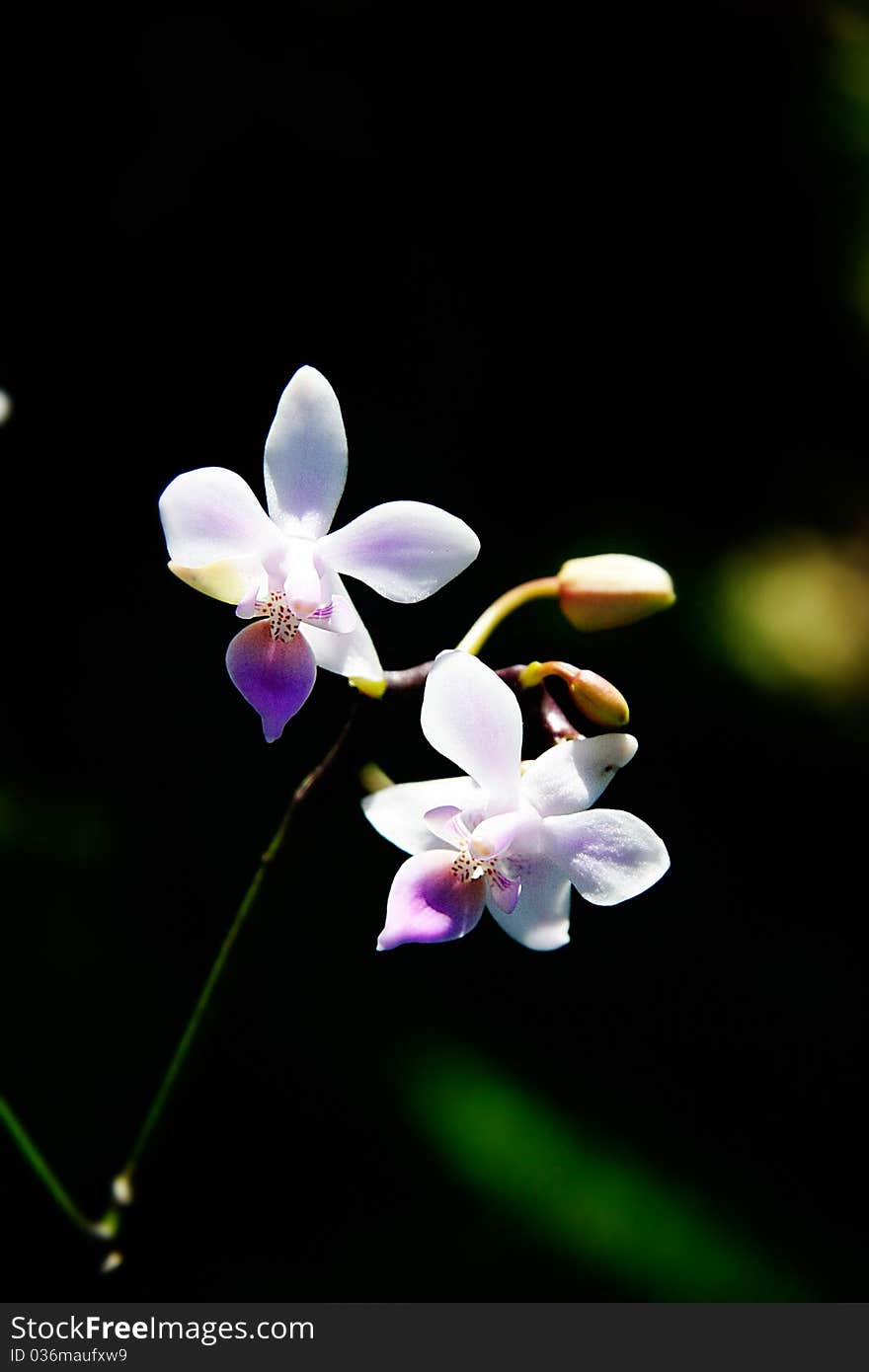 Beautiful Flowers