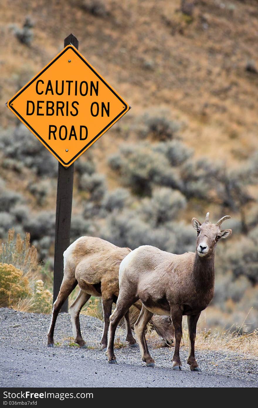 Two female bighorn sheep grazing along a road with a caution sign behind them. Two female bighorn sheep grazing along a road with a caution sign behind them.