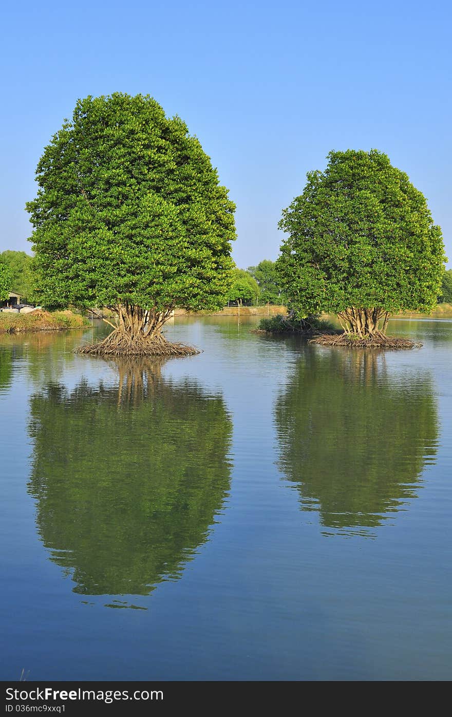 Reflection big green tree landscape. Reflection big green tree landscape