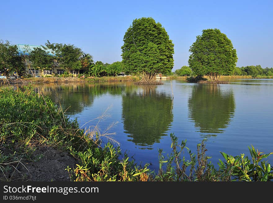 Reflection big green tree landscape. Reflection big green tree landscape