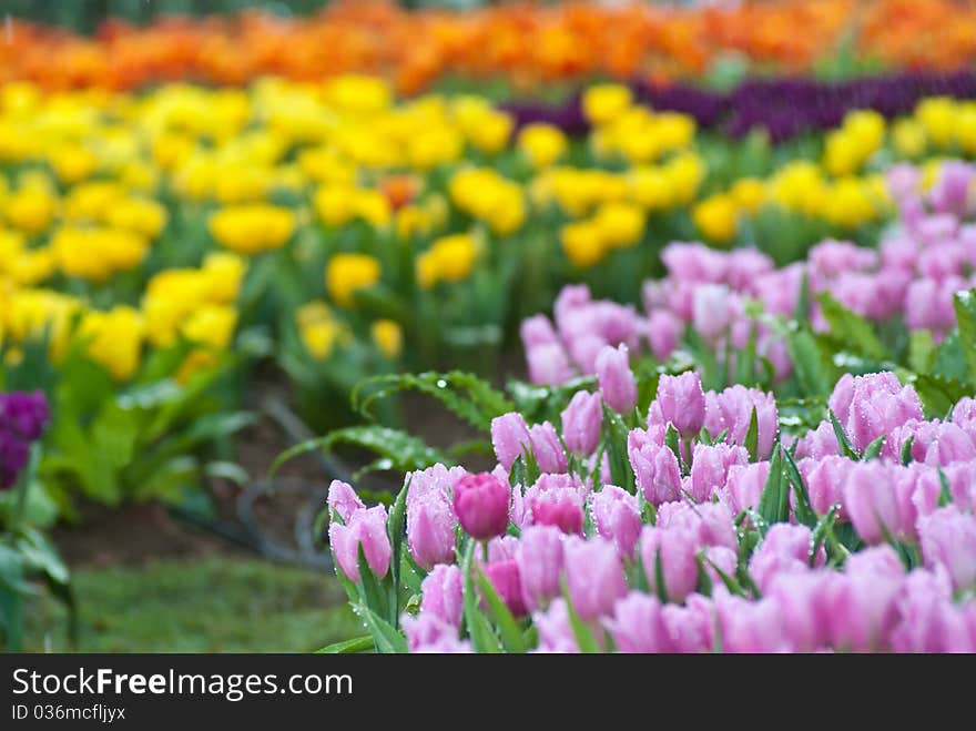 Tulip garden