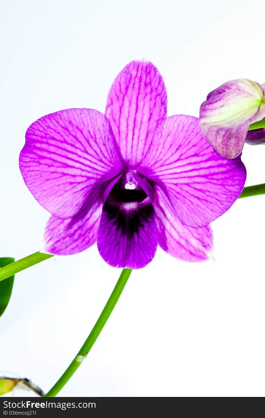 Beauty purple orchid