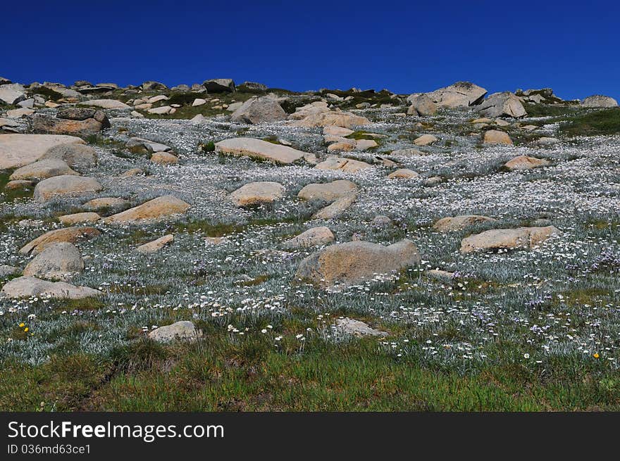 Flowers And Rocks