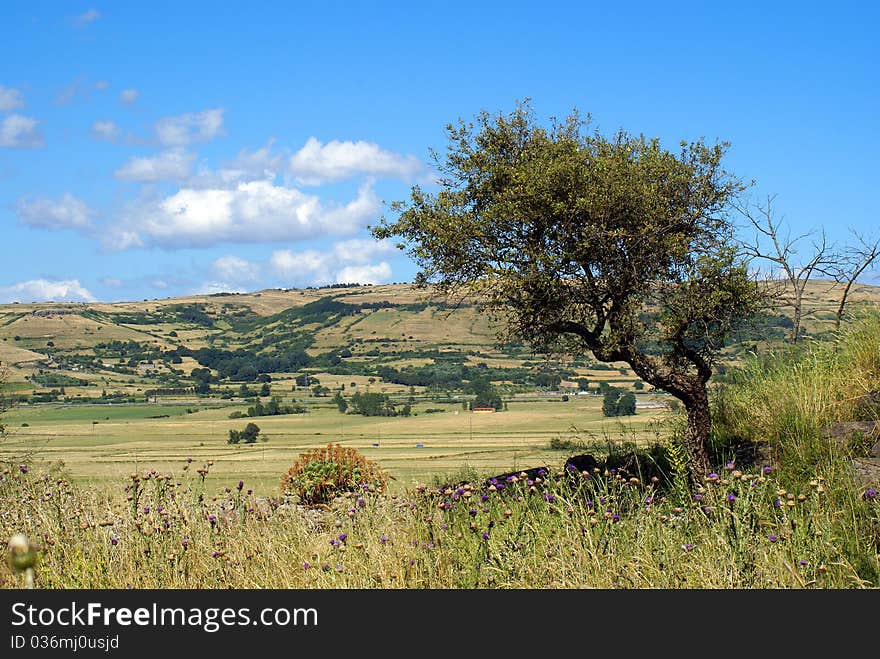 Sardegna prevailing winds deforming the growth of a cork trees. Sardegna prevailing winds deforming the growth of a cork trees