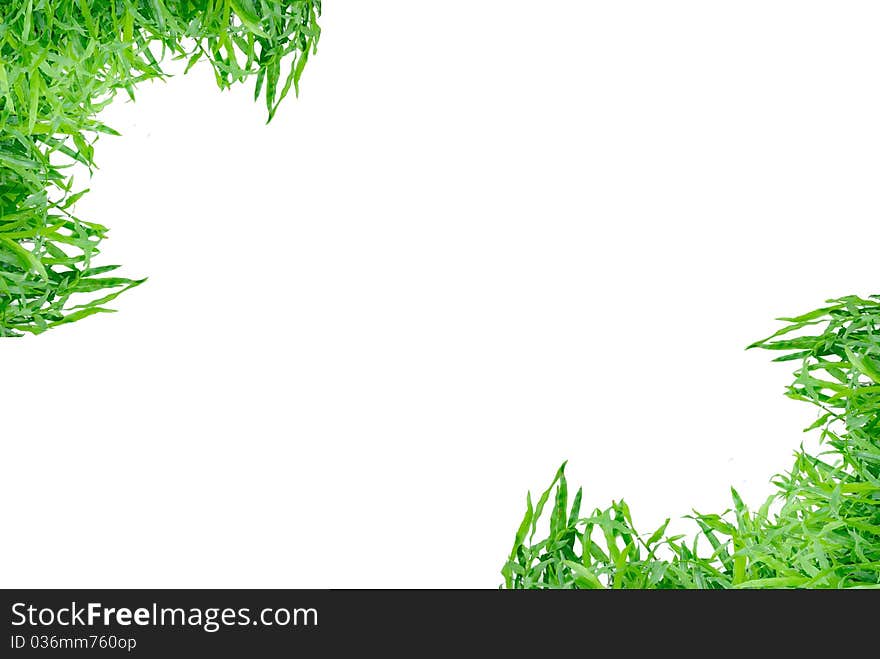 Grass frame isolated