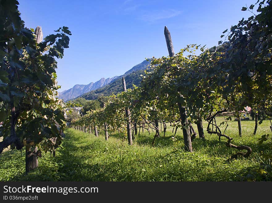 Vineyards