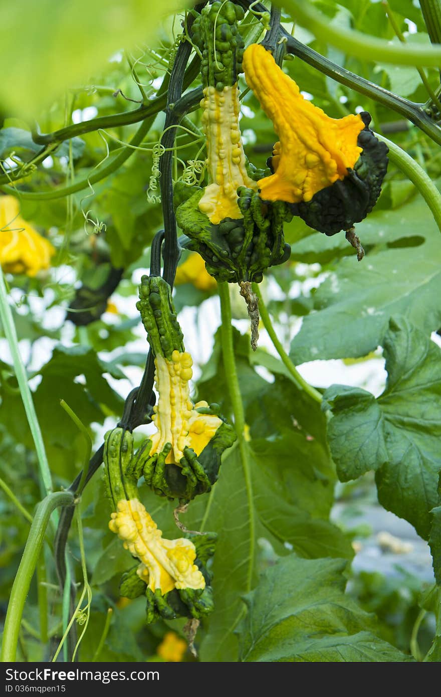 Pumpkin garden that bear fruit to produce fertile