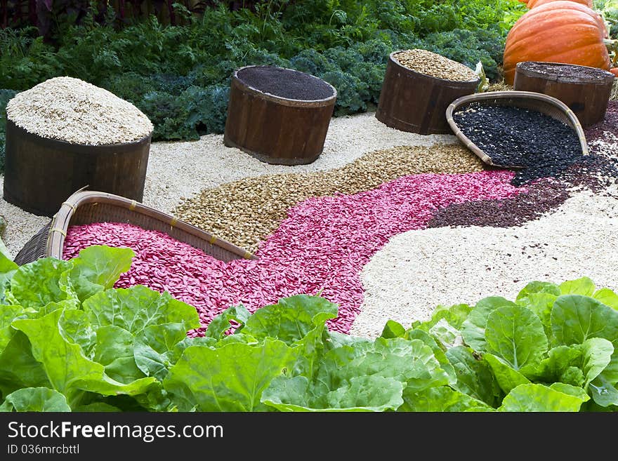 Various colour cereals in vegetable garden ,