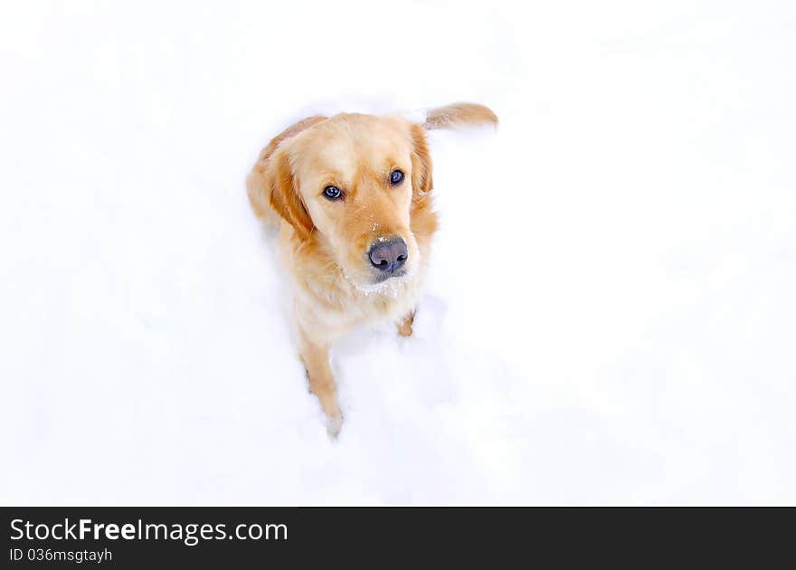 Beautiful golden retriever