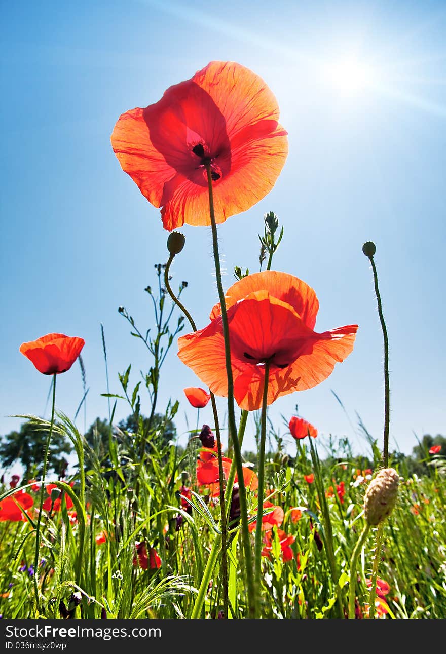 Poppy field background with sunlight