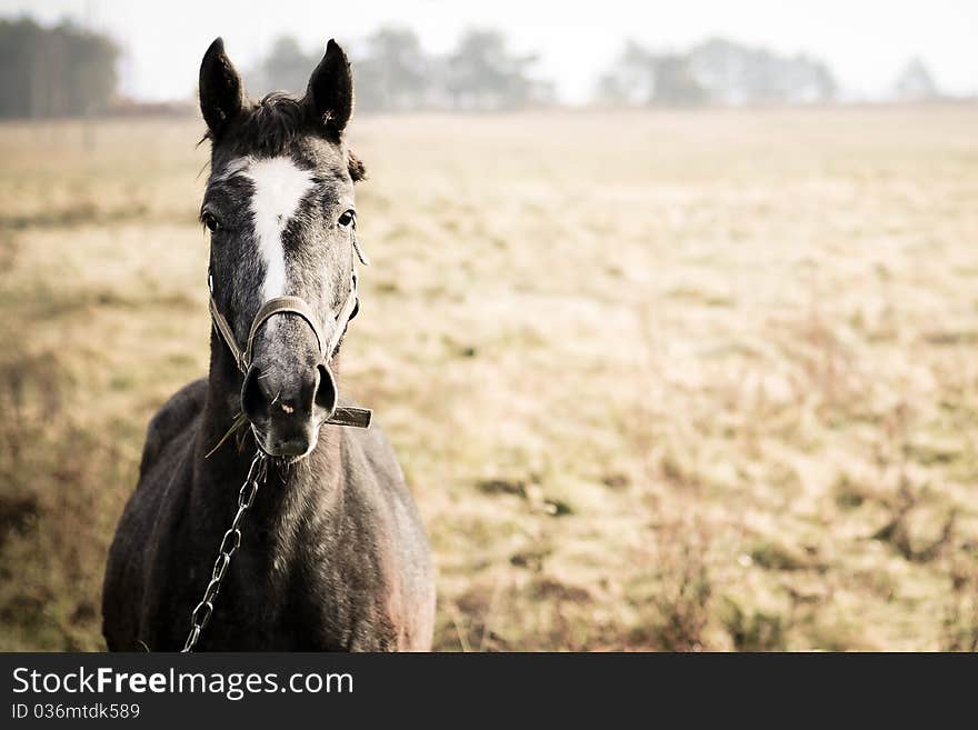 Horse in field