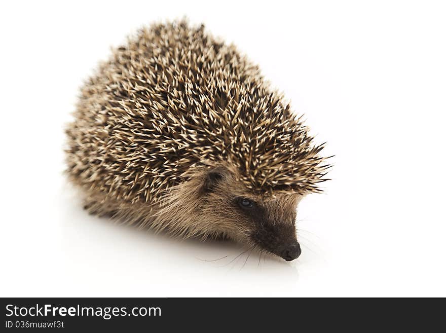 Little hedgehog