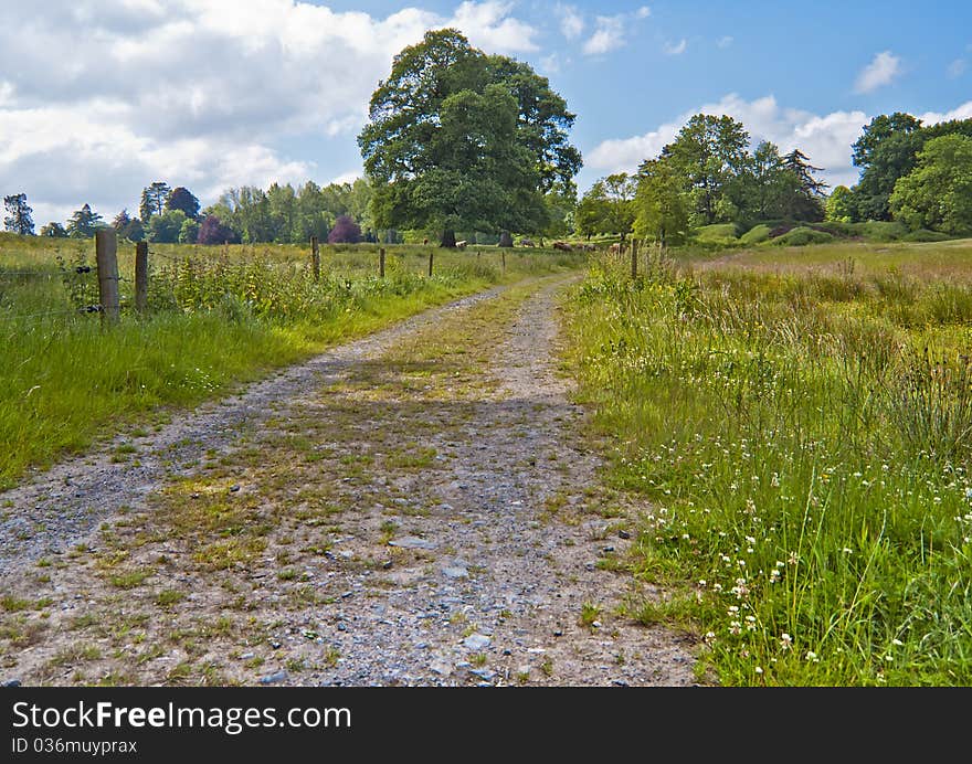 Country Lane