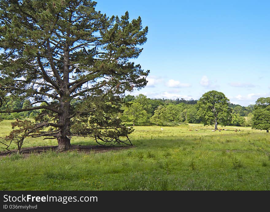 Pasture Land