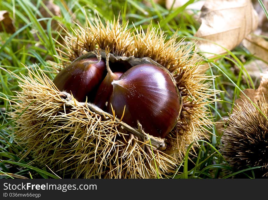 Chestnut