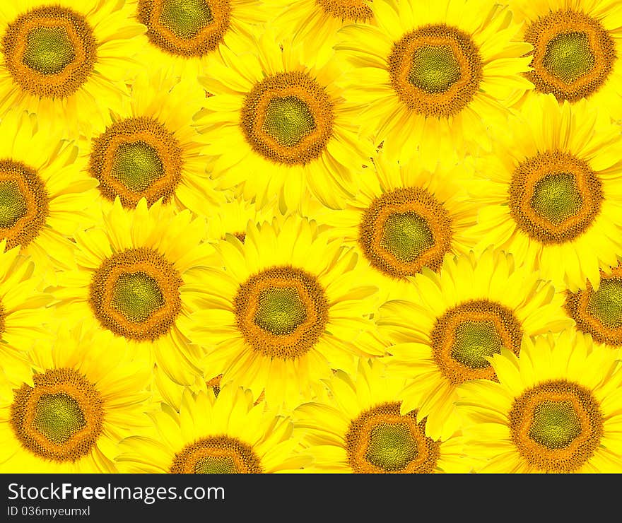 Background from sunflowers