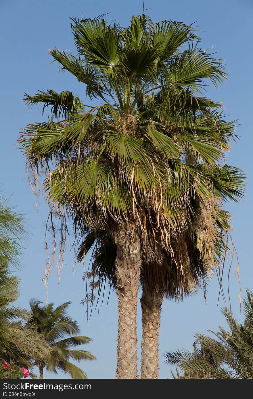 Palm Tree