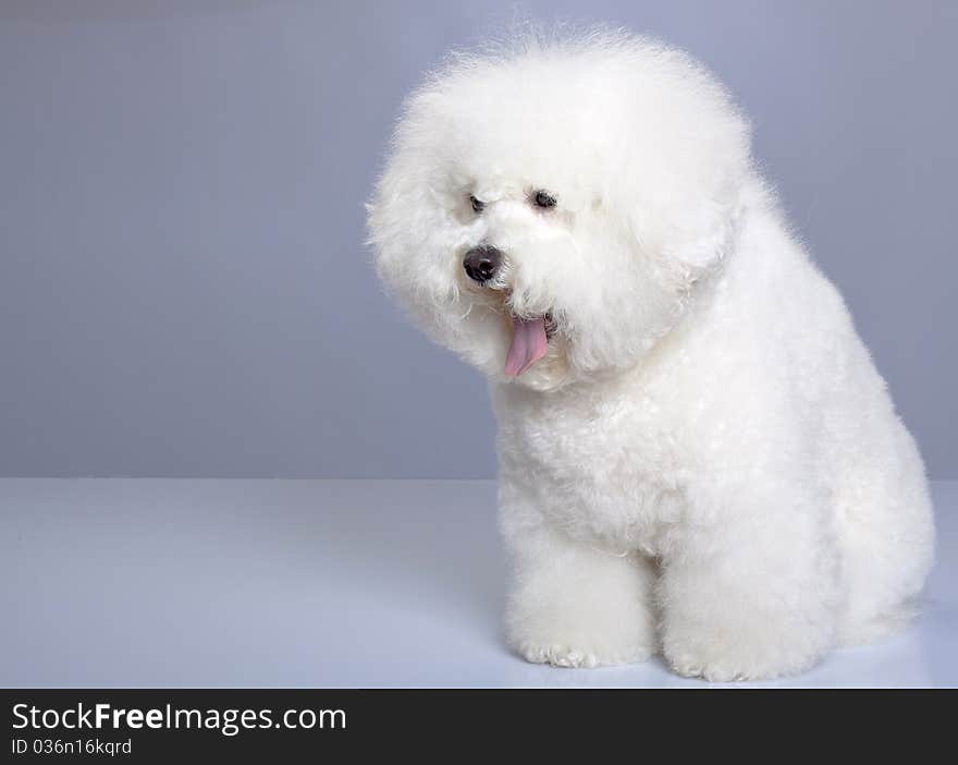 Bichon Frise Sticking Tongue