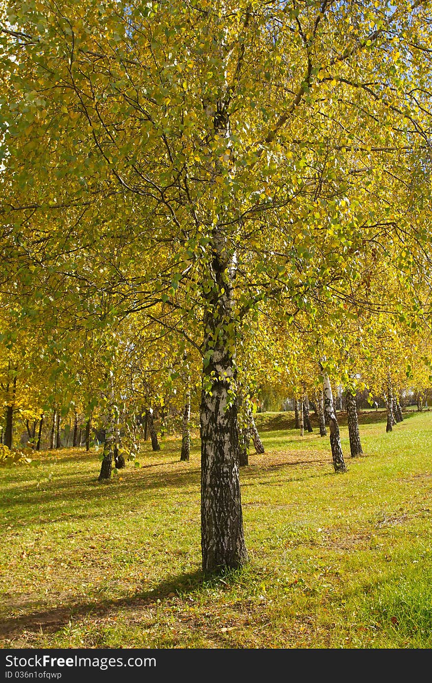 Birch grove in autumn