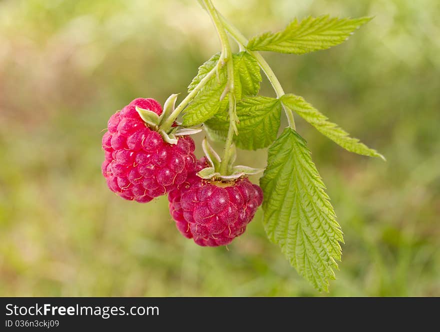 Branch of ripe raspberries on green grass background