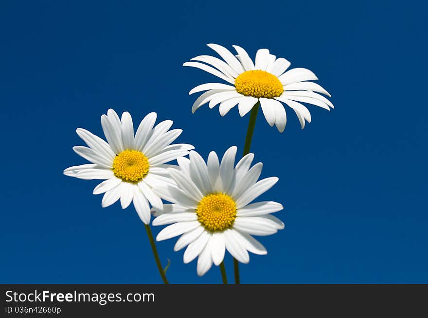 Three chamomiles against blue sky