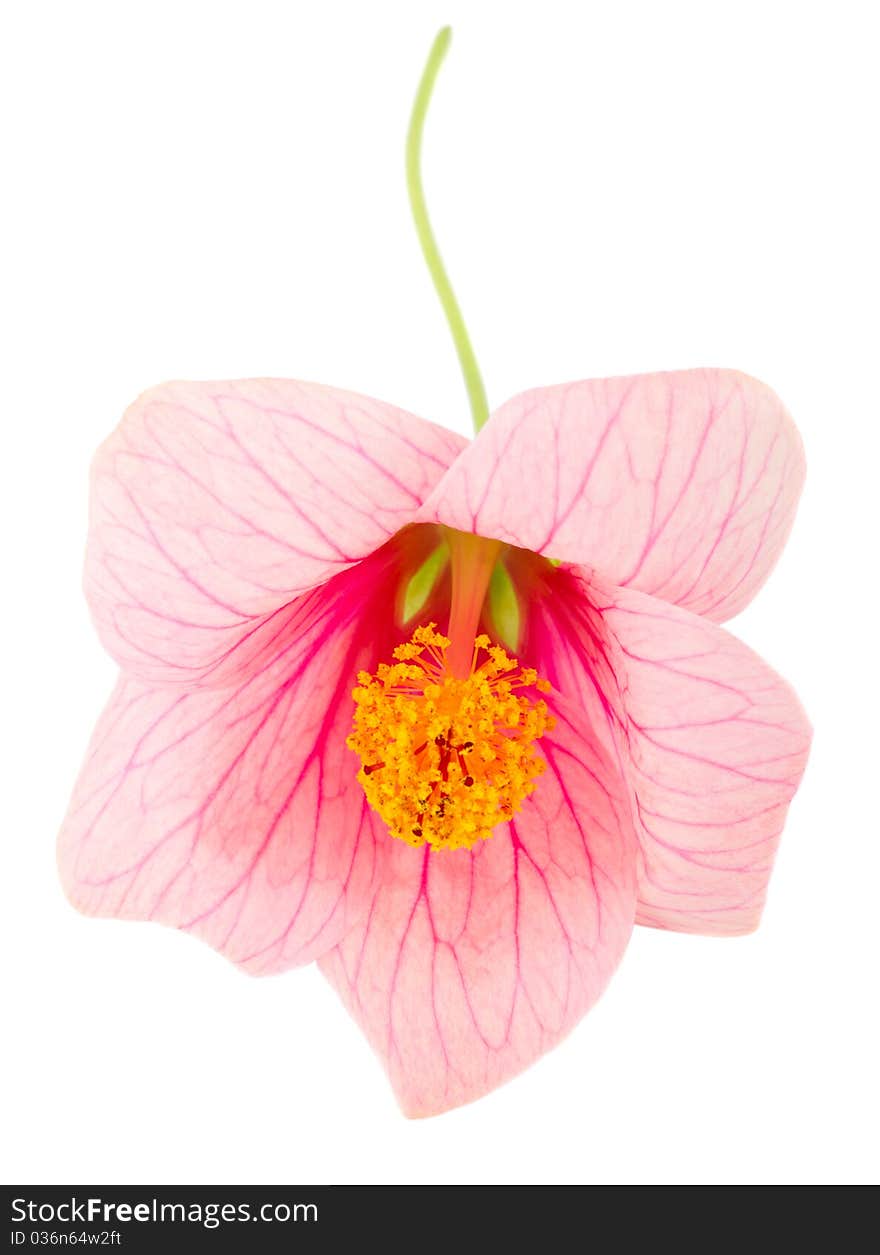 Close-up pink flower