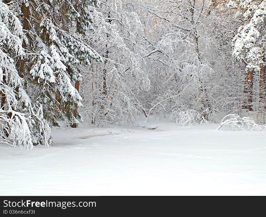 Forest with icy pond