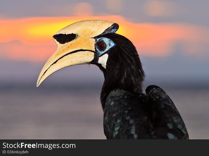 Palawan hornbill bird in close up