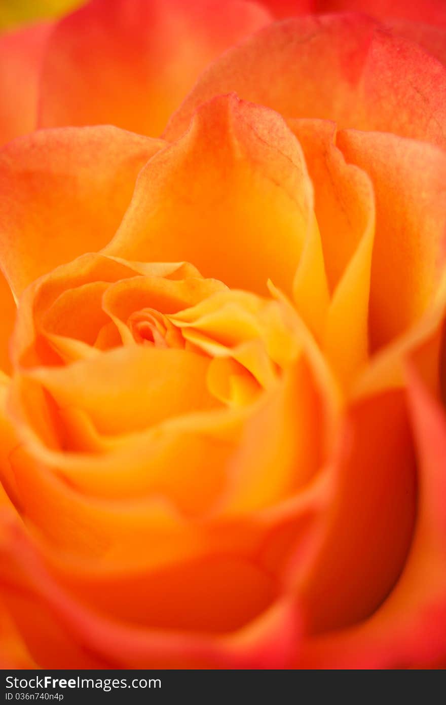 Close up of a yellow rose