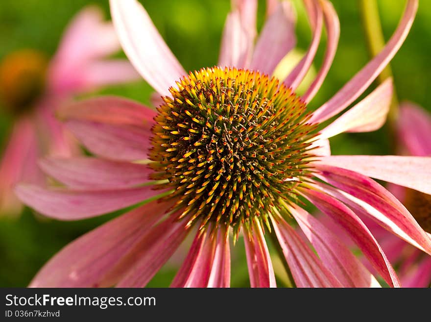 Echinacea flower against green background