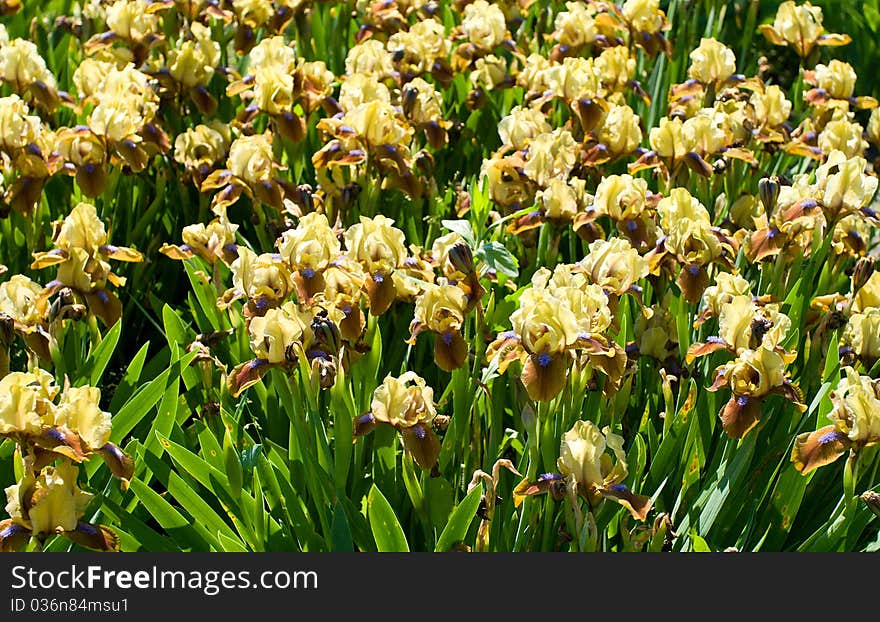 Close-up yellow-brown irises on field